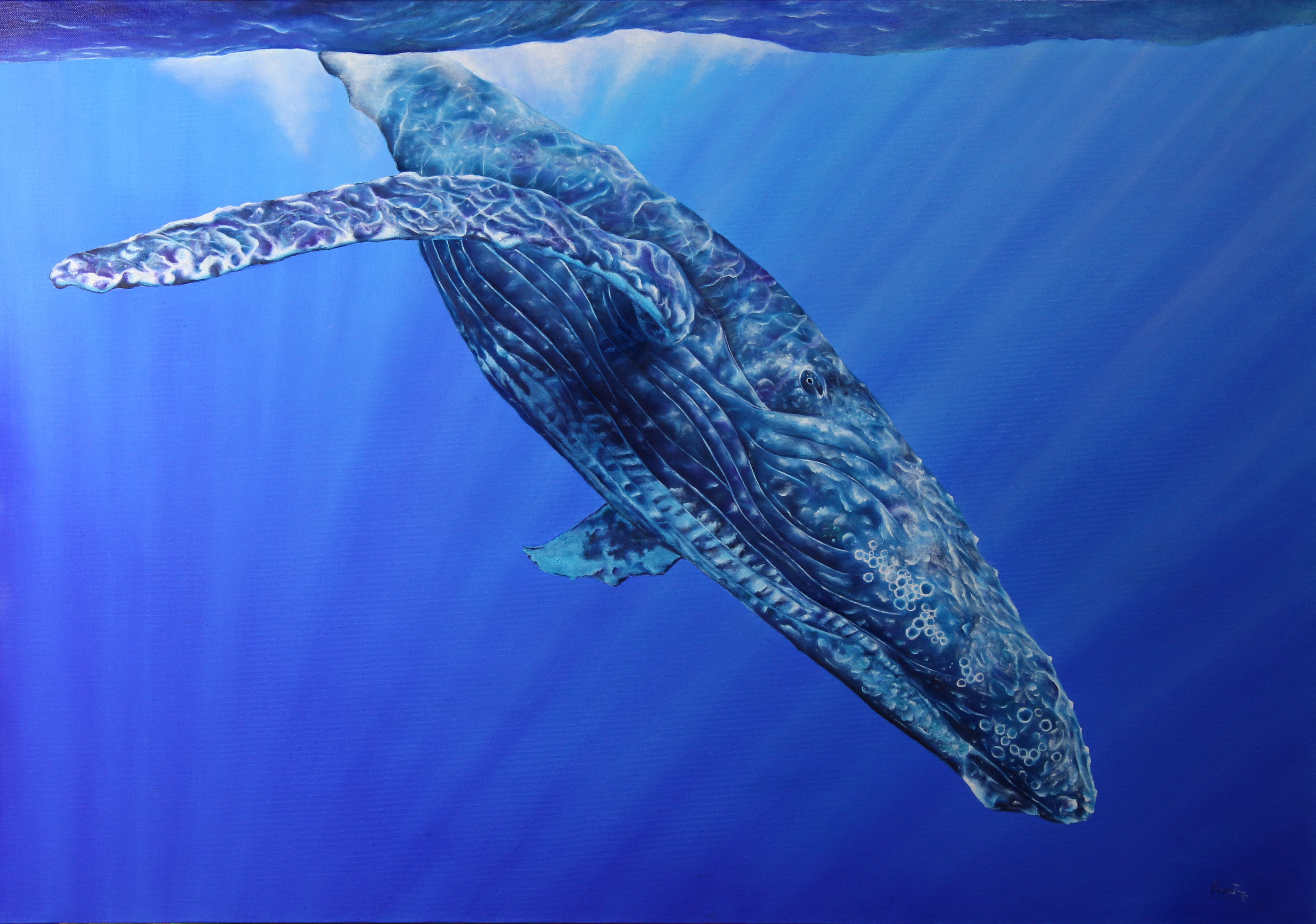 Balenottera azzurra n.2